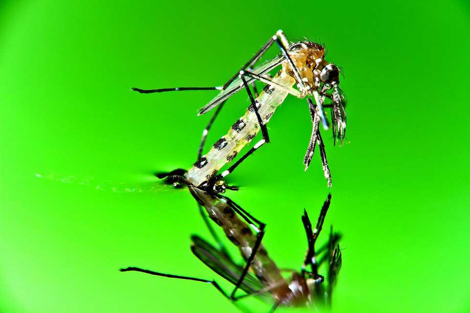 A full grown mosquito emerges from its pupae stage in the Philippines. © 2013 Joel Forte/SLR Club, Courtesy of Photoshare